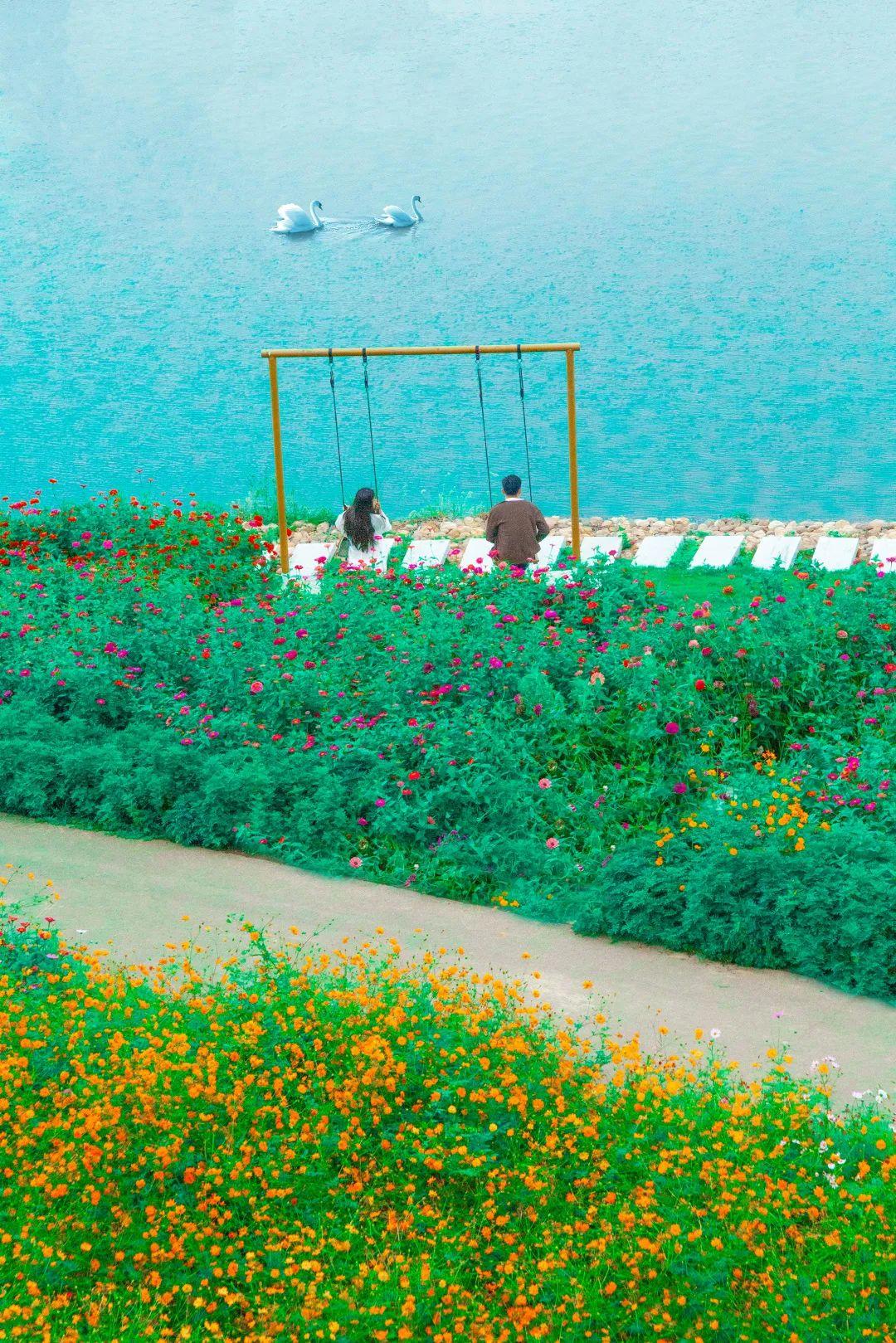 格桑花|国庆去哪儿玩?打卡这个开满鲜花的景区就够了