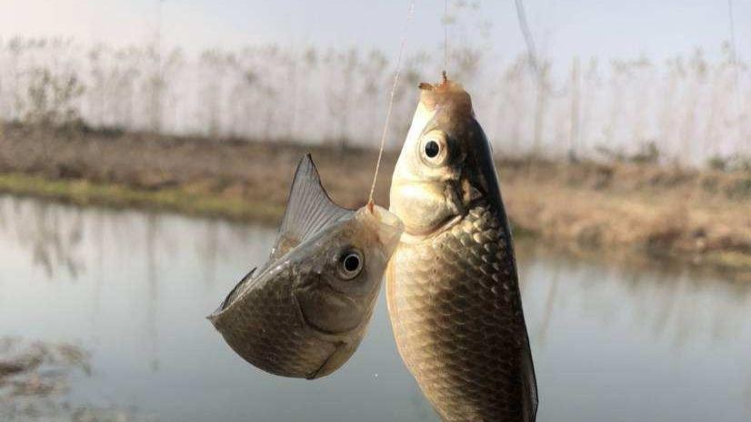 饵料|如何看待别人连竿自己没口？三方面入手分析，鱼会钓得轻松又从容