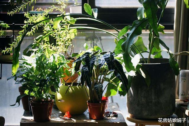 客厅养上5类花,家里越养越“干净”,家人幸福感倍增,美美哒