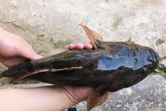 大板鲫|蚯蚓不生活在水中,为何会被用来当鱼饵?有时候也能钓到大鱼?