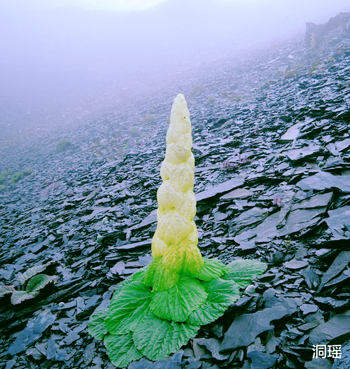 杭州|在川藏线上，看到高高的“大白菜”别摘，碰了就摊上事了