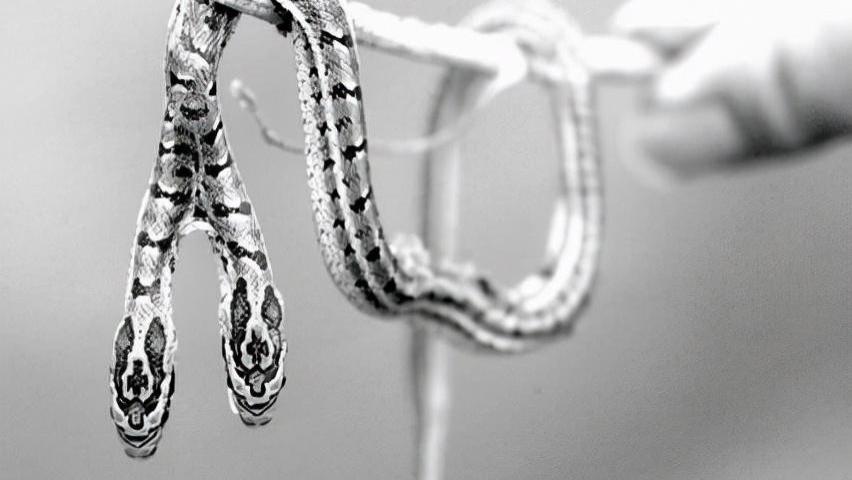 双头生物是否能二心一用？人类可以交流协作，动物则容易互相伤害