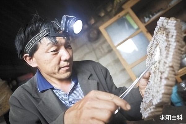 狮子都不敢惹的大象,却被一群虎头蜂蛰死,虎头蜂究竟有多厉害
