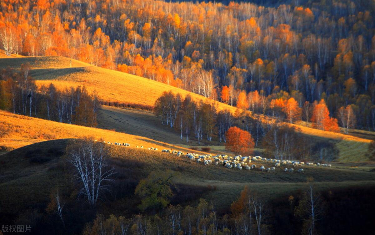 |郭进拴|绝美的坝上