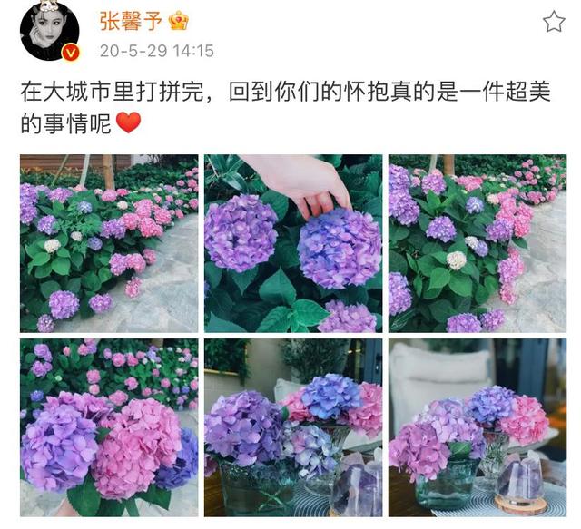 张馨予|张馨予晒自家菜园子，过上了田园生活，网友：这次做对了选择！