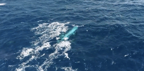 多少头虎鲸能杀死16米蓝鲸?一场几小时的海湾激战,结局不出所料