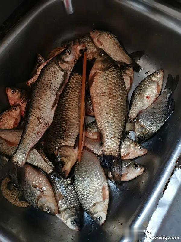 |冬钓饵料选得好,板鲫一样不会少