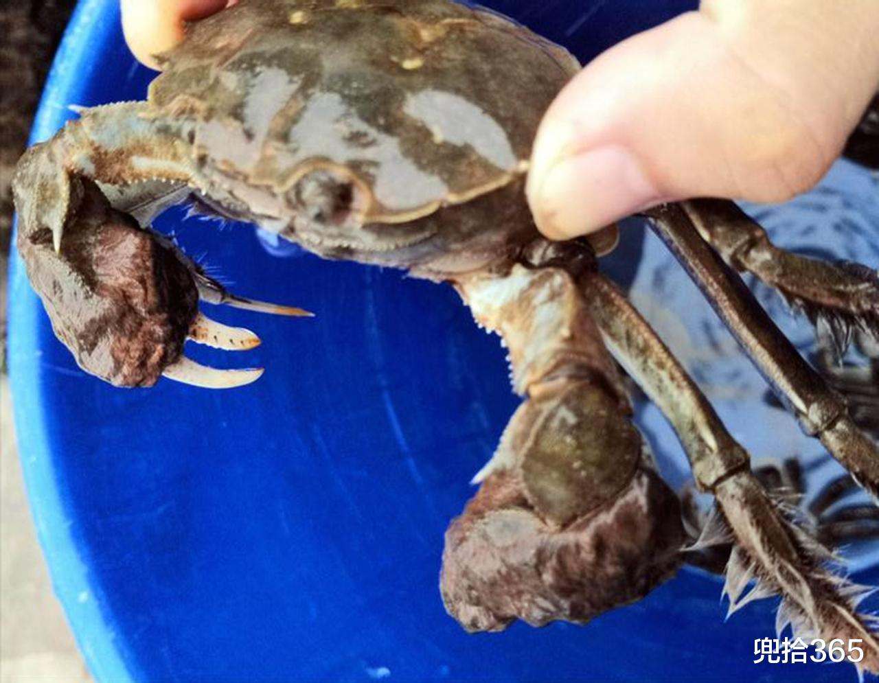 大学|探秘新钓点鱼影都没见到,却意外钩起一螃蟹,得知身份后高兴坏了