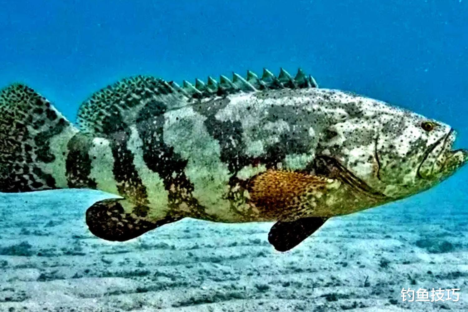 |石斑鱼最喜欢吃哪种味型的食物？石斑鱼的摄食习性和垂钓技巧