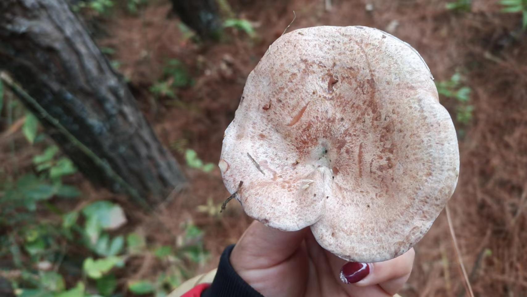 |大自然的味道