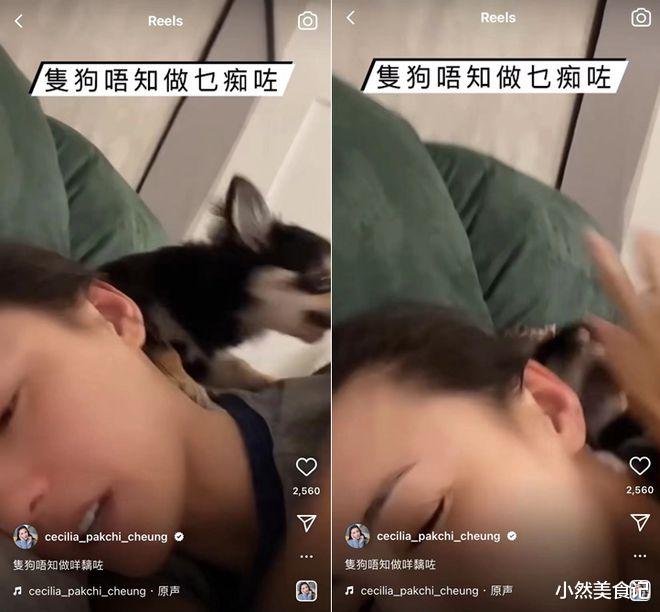 张柏芝|张柏芝躺床上跟宠物玩耍，狗狗咬脸痛苦不断，素颜出镜面色红润