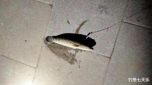 失去底线了吗?广东一男子炫耀射鱼成果,2小时射了20条黑鱼