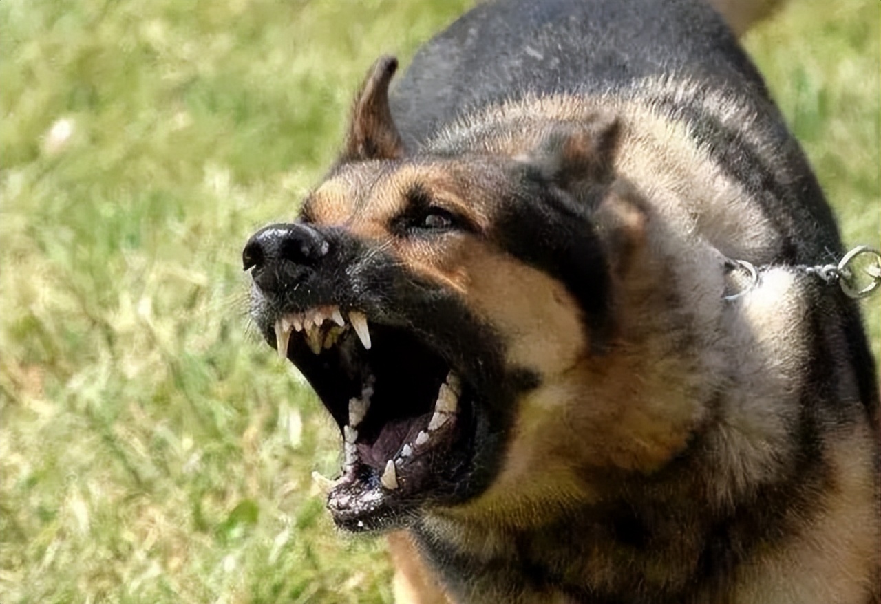 "四物反常,家有祸殃",四物指什么?这是预兆,还是机缘巧合?