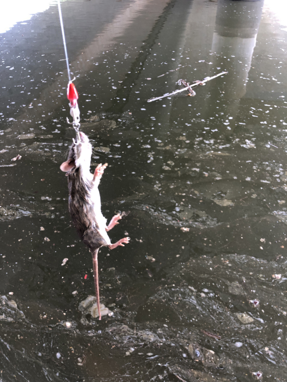 |除了钓不到鱼，真的什么都能钓到，你都钓起来过哪些奇葩？