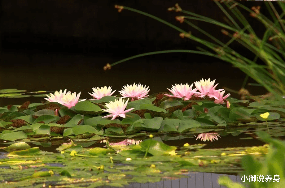 脾胃|小御说养身：今夏高温天气有一定极端性，这样做好健康防护