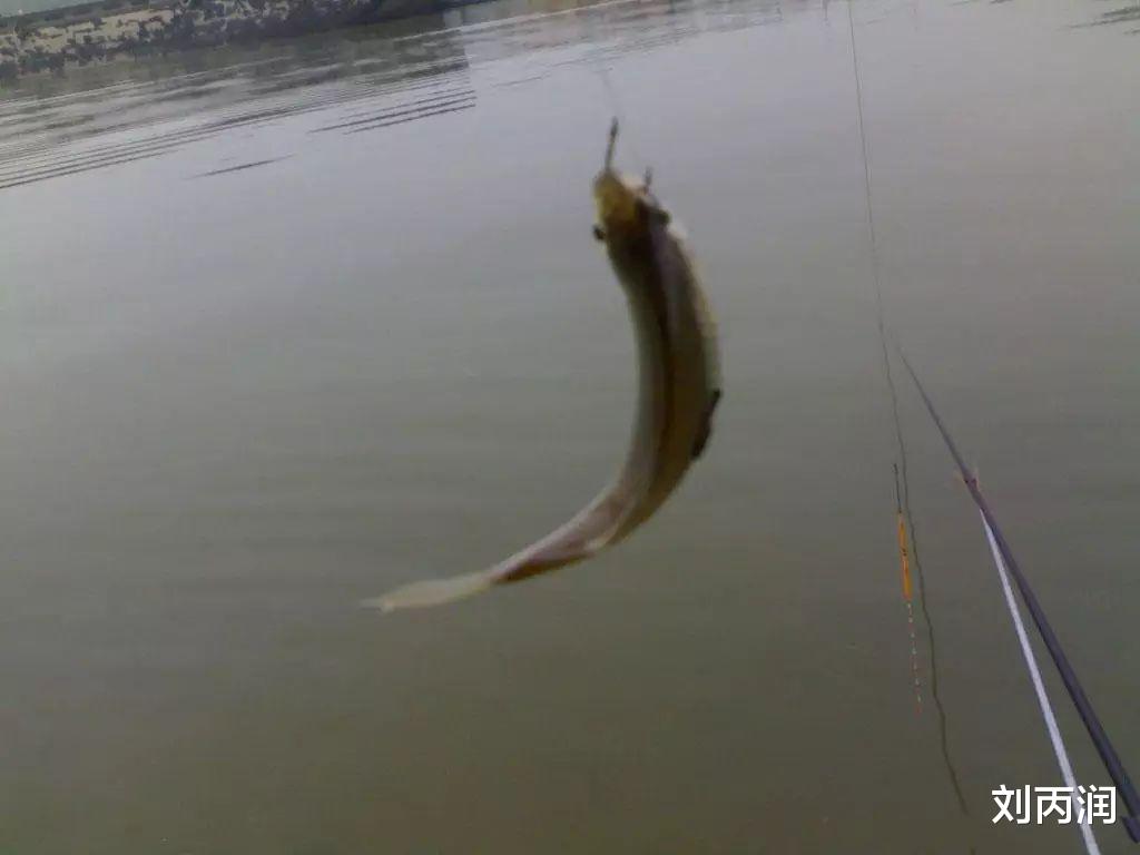 |有些钓鱼人宁愿把钓到的小鱼丢在岸边晒死也不放生,他们咋想的?