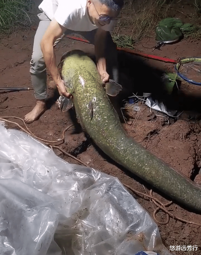 西江|西江80斤鲶鱼王被人钓起！几乎与人等高，网友：应该放生