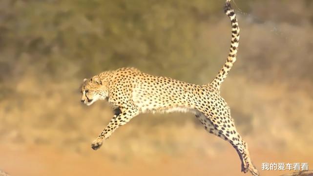 地球上速度最快的10种动物，猎豹3秒破百，第一名比高铁还快