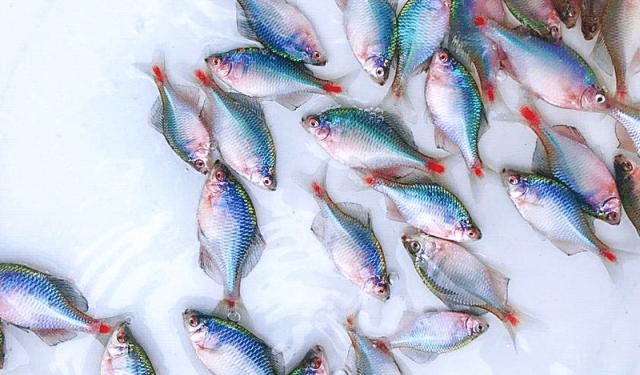 饵料|鳑鲏为什么会让钓鱼人,这么的不受待见呢?