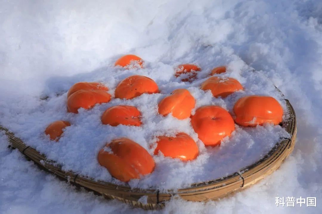 咽炎|关于柿子的7大“流言”,一文说清!