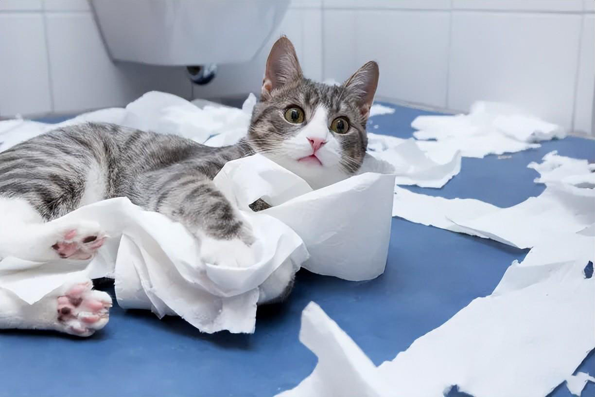 新手养猫指南｜新手养猫需要做哪些准备
