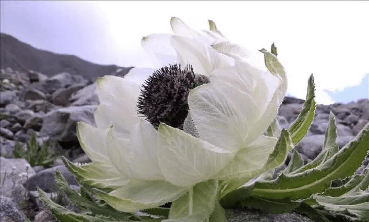 邵阳|女子西藏行，随手拍下一朵“野花”，网友惊叹：这花价值不菲