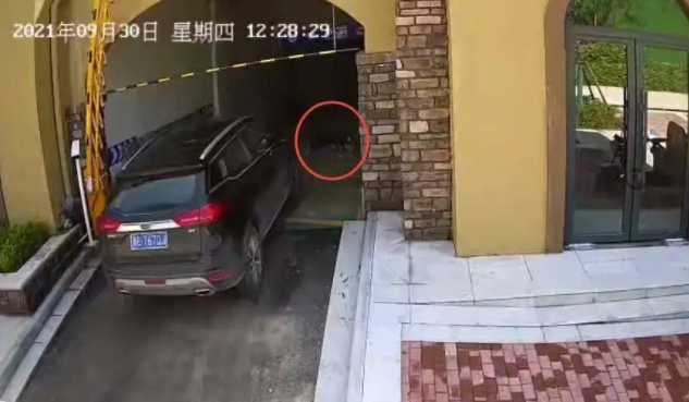 是意外?还是故意?68岁清洁工被司机碾压头部死亡,法院现在判了