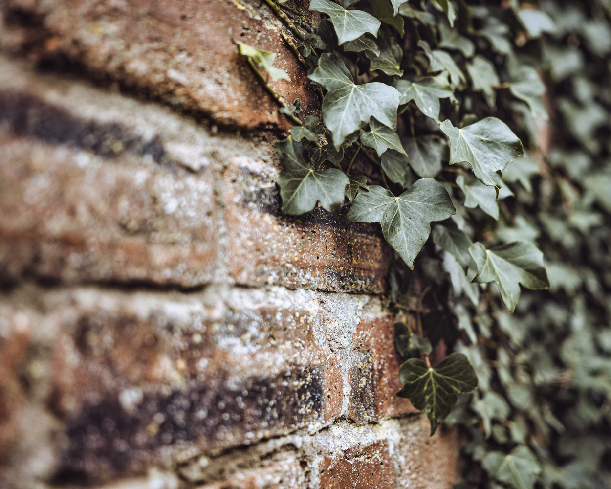 微信|Viltrox 35mm f/1.8:高品质第三方镜头的典范