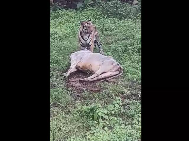老虎这样的食肉动物,为何那么喜欢吃猎物的内脏?口味这么重吗?