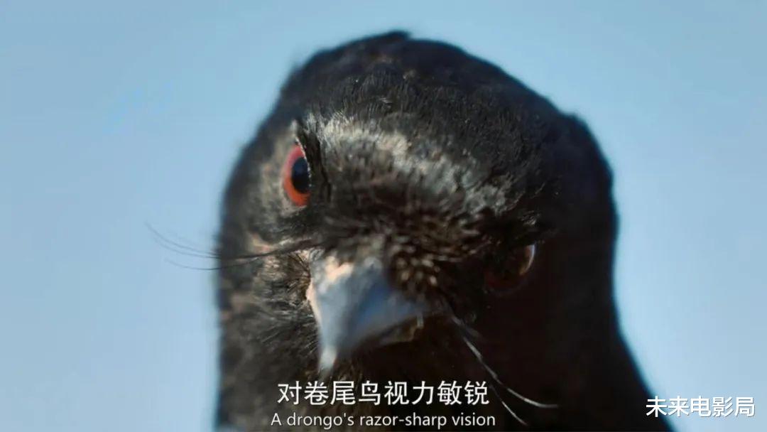 卡梅隆的新作,《阿凡达2》的预热,最新技术展现动物奇观