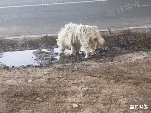 流浪萨摩耶路边喝脏水，自己吃饱不忘同伴，被收养后开心微笑