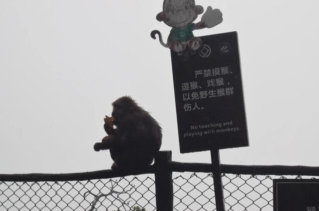 峨眉山|峨眉山“人猴大战”频发，猴王被击毙，为什么猴子时常攻击游客？