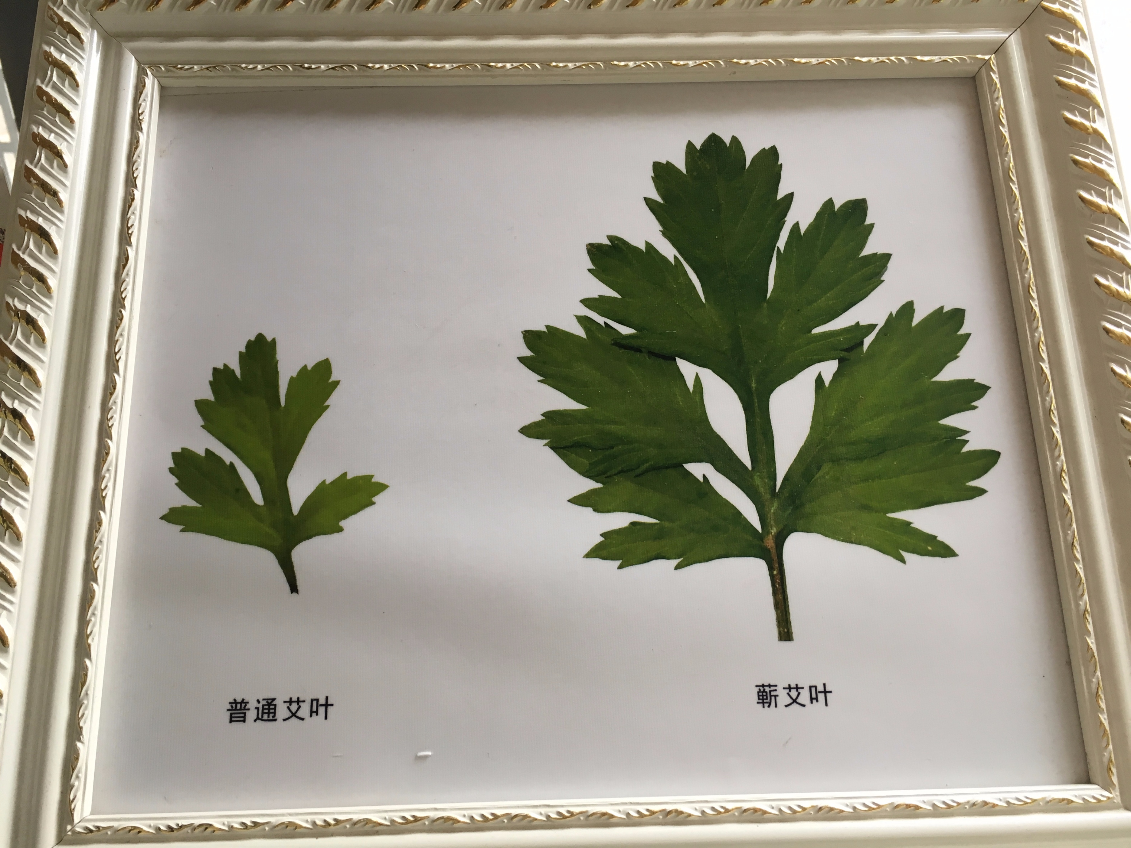 祛湿|这3种药材,是中医上的祛湿良方,家中常备,或可“清凉一夏”