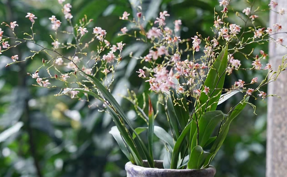 养文心兰抓住4个要点，开花多又香，可打造“清新”家居风