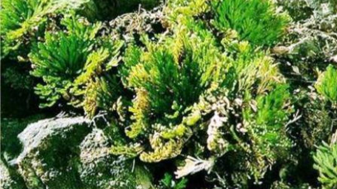 它真的是九死还魂草？来来来瞧一瞧，它外形象什么