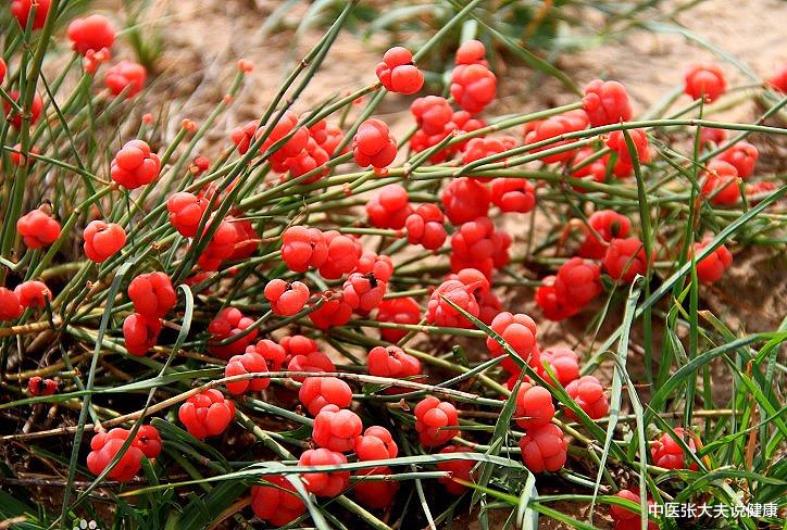 水果|2023医考「中医」:中药学麻黄和桂枝归经、主治、功效