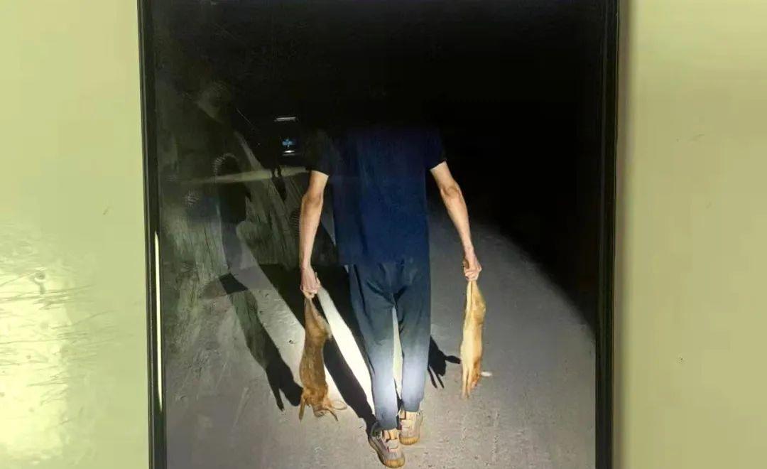 3只兔7个月繁殖近百只,有人却因猎兔被抓,兔子为啥还要被保护?