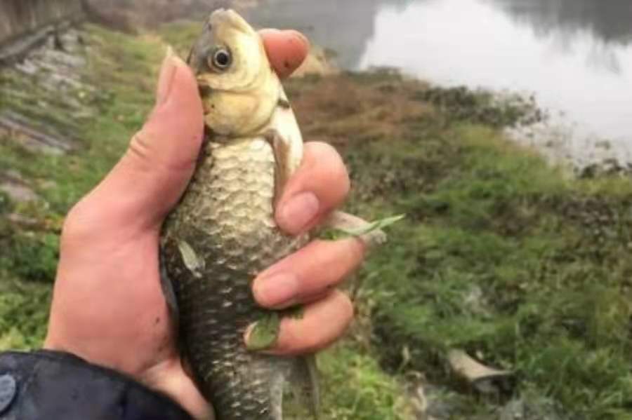 饵料|水流太大就不好下竿了?二十年老钓鱼人霸气出招,上鱼特快