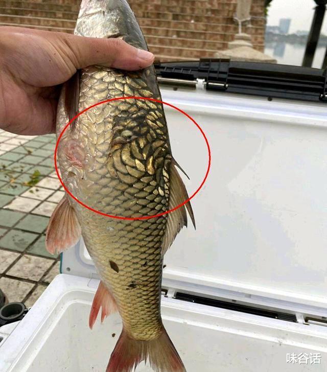 广东省|广东男子钓获“漩涡鳞鱼”，一时不知道怎样处置，网友：能吃就行