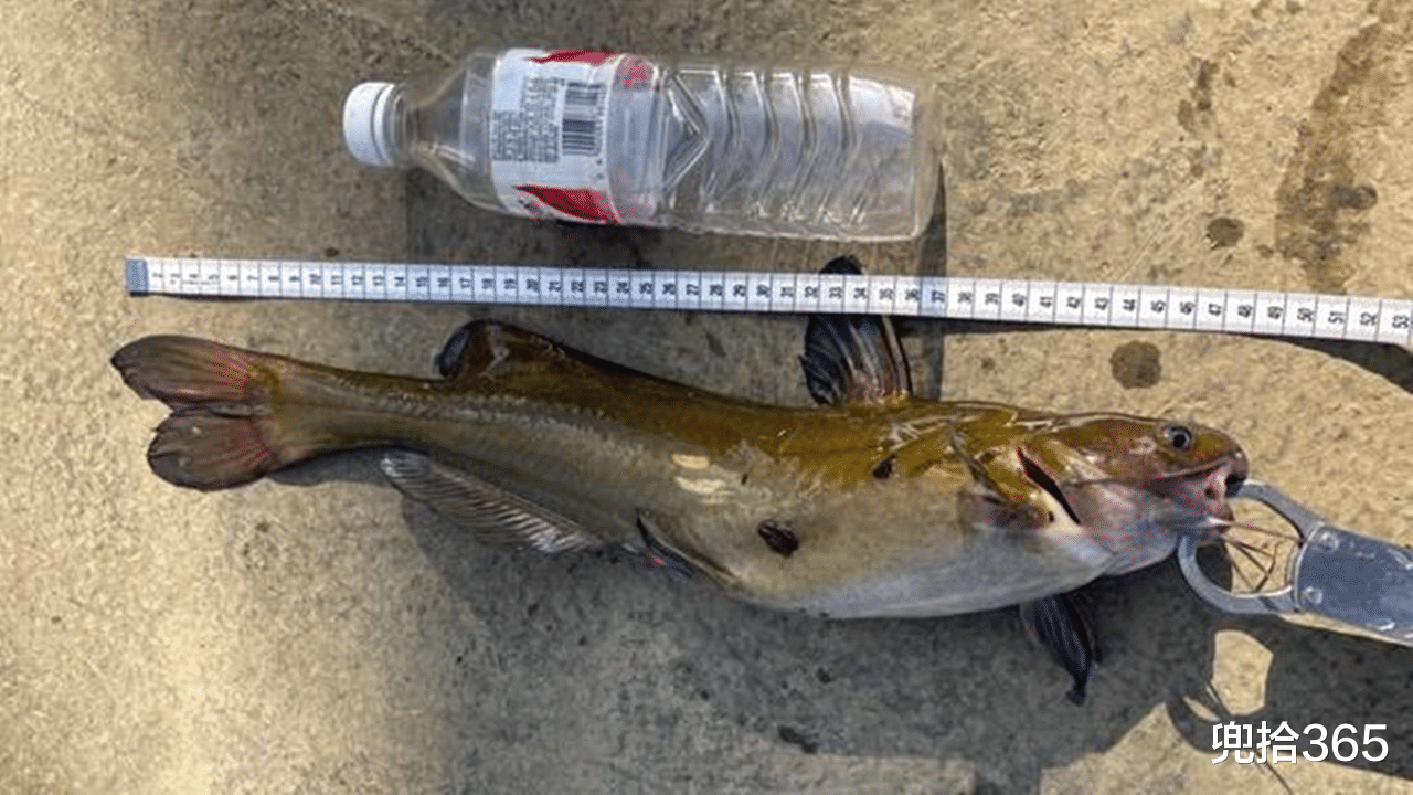 广西|半米长3斤重，男子户外野钓意外收获“黄颡鱼王”，最后如此处置
