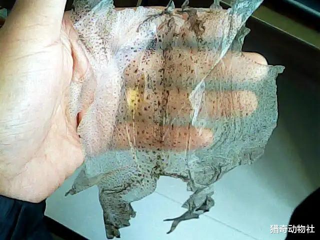 背上布满毒腺的蟾蜍有没有天敌?