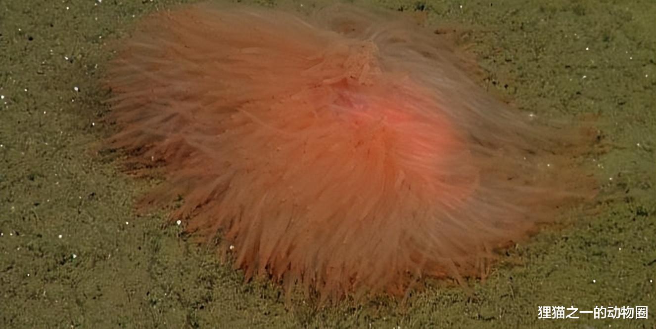 半透明果冻鱼?露齿笑的怪鱼?盘点2022年发现10种奇异的深海生物