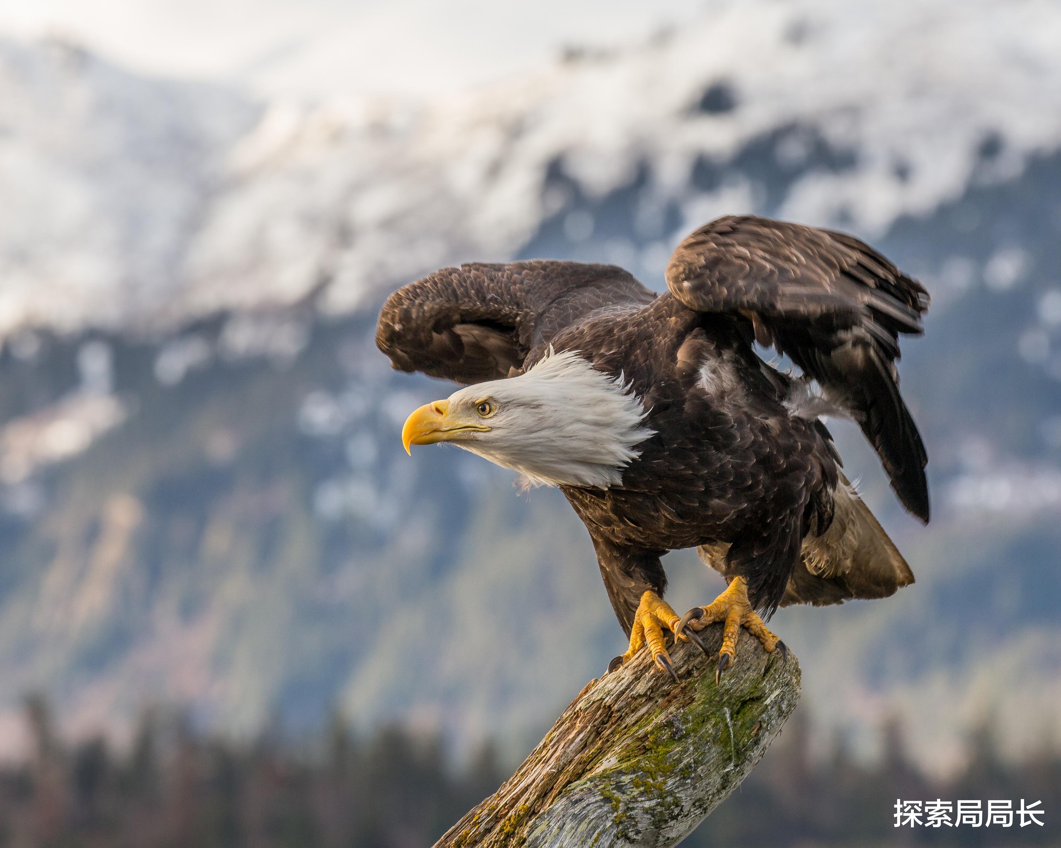 盘点10种生活在北极的鸟类:企鹅仅排名第5,你认识几种呢?
