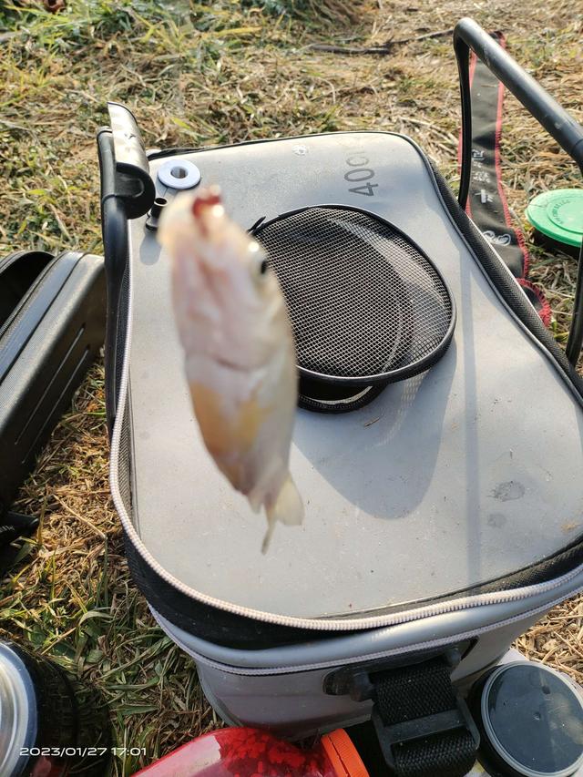 鲫鱼|听君一席话,从此钓鲫鱼不在迷茫