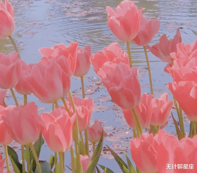 多点|下半年,4个星座,桃花盛开,多点耐心和包容,爱情甜蜜幸福