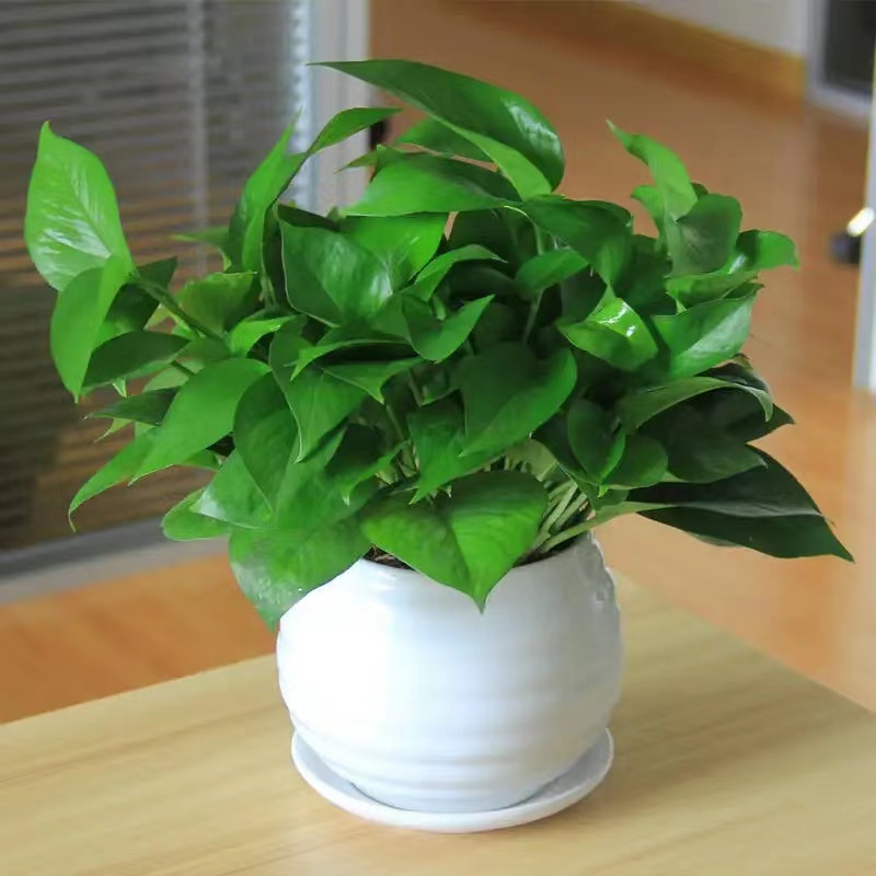 新房去“甲醛”的6种必备绿植,必须安排