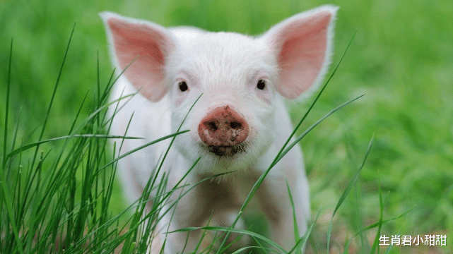 裤装|属猪人在职场摸爬滚打,经过多年拼搏和历练,终于得到蜕变