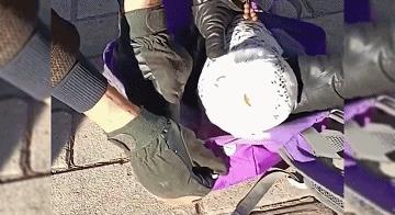 男子河边捡到白色猫头鹰，疑似中毒受伤，这雪鸮一般冬天才迁徙来