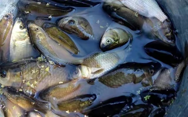 饵料|钓的鱼种不同，浮漂也有乾坤