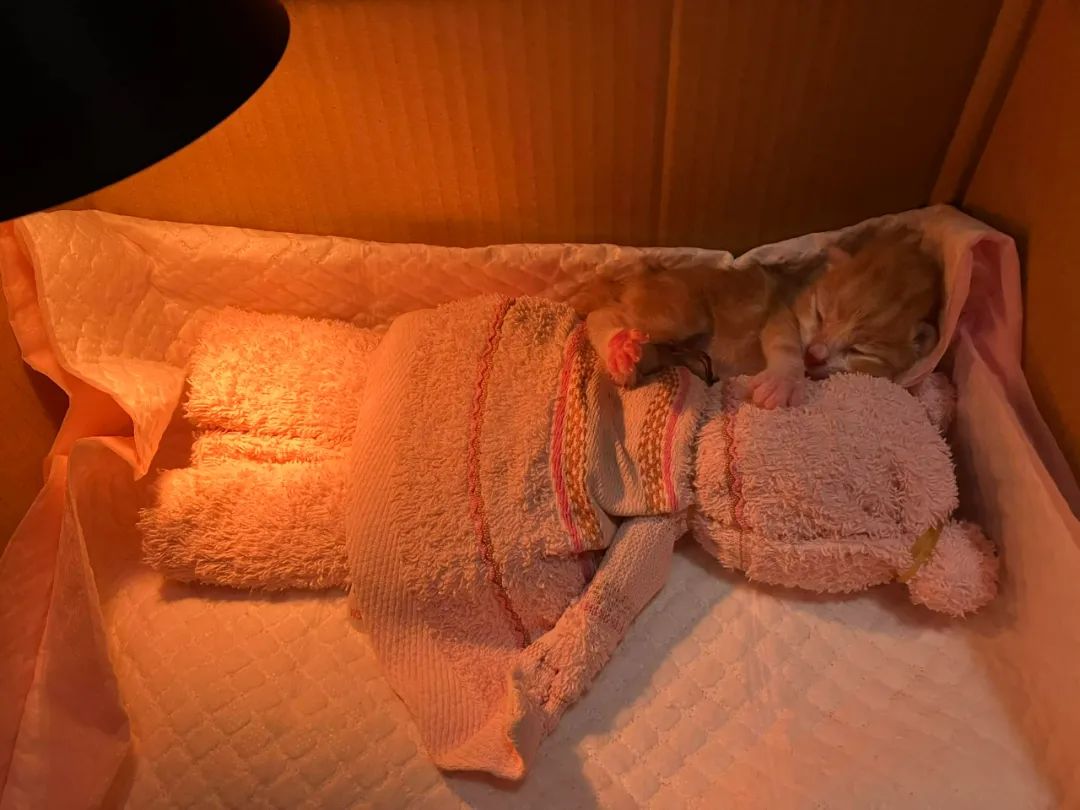网友树下乘凉，脐带未掉的小奶猫掉下，正中她手心：天大的福气！